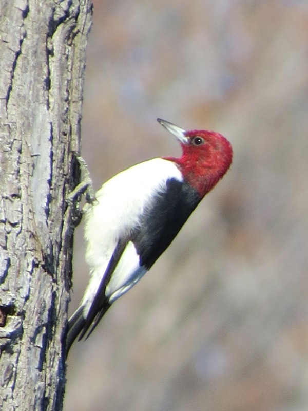Adult Red-headed Woodpecker at North Point State Park, © 2015 S. D. Stewart