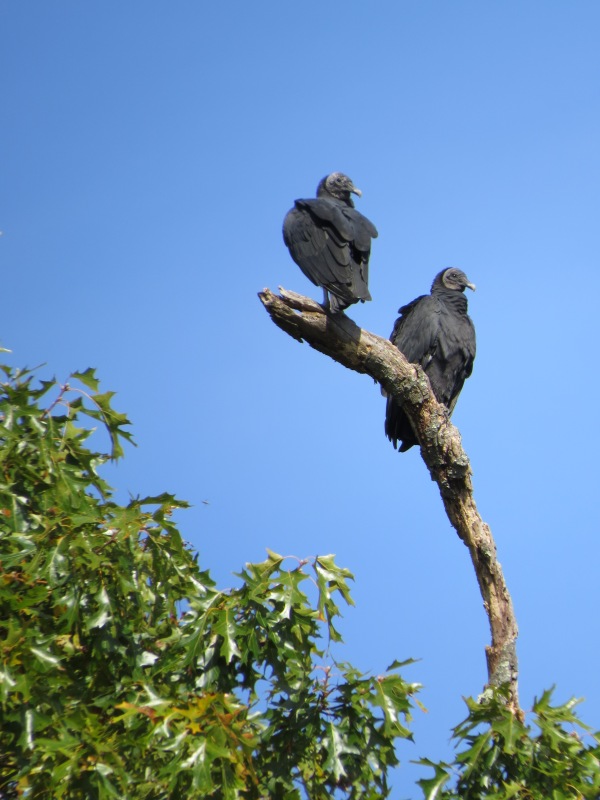 Black Vultures, © 2016 S. D. Stewart